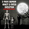 Life Size Human Skeleton Halloween Decoration Value 2 Pack- Adult 5' 4" & Child 2' - Articulated Movable Limbs, Weather Resistant Indoor/Outdoor - 2 of 4