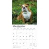 BrownTrout Bulldogs 2026 12"x24" Hanging Square Wall Calendar Plastic-Free - 4 of 4
