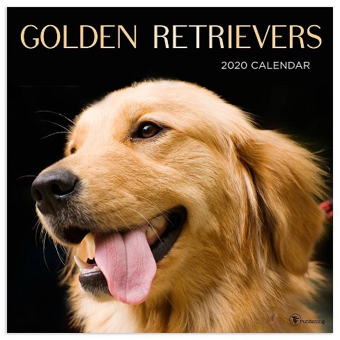 2020 Wall Calendar Golden Retrievers Target