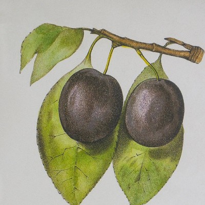 Set of 2 Black Framed Botanical Fruit Wall Art