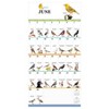 TF Publishing 2025 Wall Calendar 12"x12" Birds Backyard and Beyond: Monthly Hanging Saddle Stitch for All Ages - 2 of 4