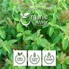Organic Holy Tulsi Herb Powder 1 Lbs - 4 of 4