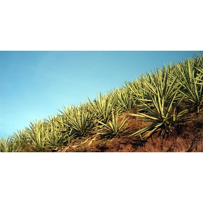 Del Maguey Vida Mezcal - 750ml Bottle_4