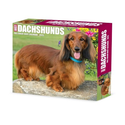 Willow Creek Press Dachshunds 2025 Box Calendar: Daily Desktop Planner, 5x6", Paper, Glue Binding, All Ages, Blue
