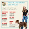 Country Brook Petz Everyday Nylon Dog Collar - 4 of 4