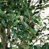Nearly Natural 13-ft Artificial Olive Tree - 3 of 4