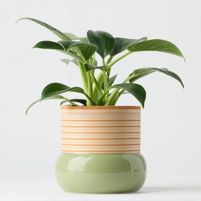 Threshold Green Live Houseplant - Good Little Garden™