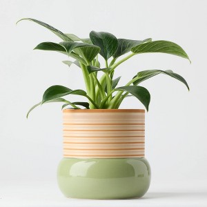 Threshold Green Live Houseplant - Good Little Garden™ - 1 of 4