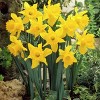 Van Zyverden 15ct Bulbs Narcissus Daffodils Classic Improved King Alfred Type - 2 of 4