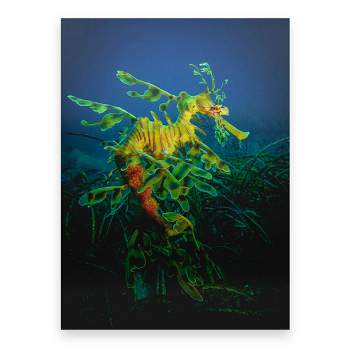 Trademark Fine Art - Jan Abadschieff 'Leafy Sea Dragon Male With Eggs' Floating Brushed Aluminum Art