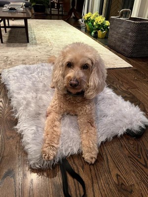 Paw Brands Puprug Faux Fur Portable Orthopedic Luxury Dog Bed : Target