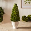 Plum & Post Boxwood Cone Topiary In Pot - 3 of 4