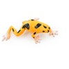 Collectible Wildlife Gifts | Frog, Orange and Black Poison Dart Frog, Plastic Toy, Realistic, Rainforest, Model, Gift,    3"    F4095 B54 - 4 of 4