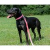 Country Brook Petz American Made Deluxe Nylon Dog Collar - 4 of 4