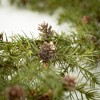 72"L Sullivans Artificial Cedar Pinecone Christmas Garland, Green, Indoor Christmas Decor - 2 of 3