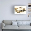 Trademark Fine Art - Elizabeth Gould  Waterbird Pairing VI Canvas Art - 2 of 4