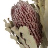 Vickerman Banksia Menziesii, Dried - 2 of 4