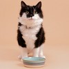 Mason Cash: Reactive Fade Pet Bowl - 5.1", 10.1oz - Multi Glaze, Dog Food-Water Dish - 2 of 4