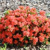 2.25gal Macrantha Orange Azalea Plant with Pink/Orange Blooms - National Plant Network: Perennial Shrub for Partial Shade - 3 of 4