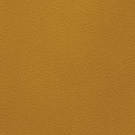 new england patriots