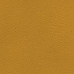 new england patriots