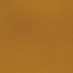 new england patriots