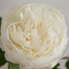 Nearly Natural 20-inArtificial Peony Flower Stems, Set of 3, White - 3 of 3