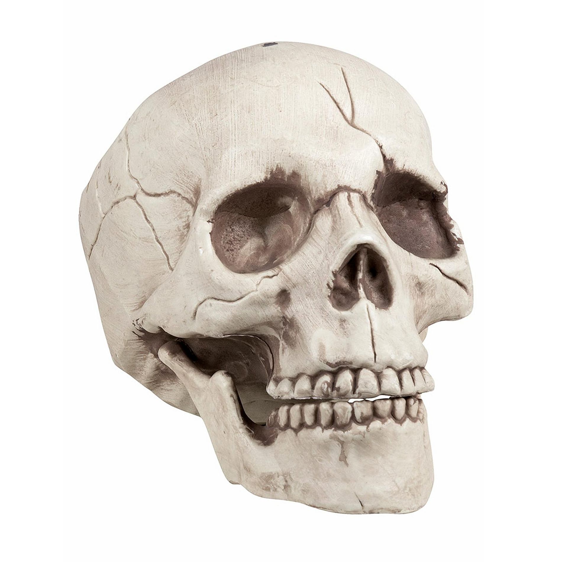 Boland Skull With Movable Jaw Halloween Decoration