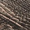 dark oak