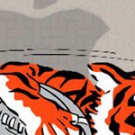 cincinnati bengals