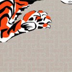 cincinnati bengals