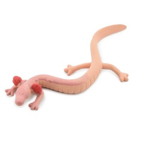 Collectible Wildlife Gifts | Salamander, Cave, Rubber Amphibian, Educational, Realistic, Hand Painted,  Model,   Gift,     3 1/2"      F769 B625 - 1 of 4