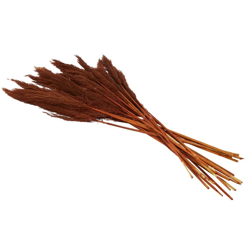 35&#39;&#39; x 2&#39;&#39; Dried Plant Pampas Natural Foliage with Long Stems Copper - Olivia &#38; May, 5 of 8
