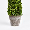 Plum & Post Boxwood Cone Topiary Drop-In 16" - 3 of 4