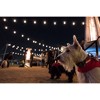 12ct Seasons Wi-Fi Classic Café Outdoor String Lights - Black Wire - Enbrighten - image 4 of 4