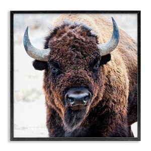 Stupell Industries American Bison Photography Black Framed Giclee Art - 1 of 4