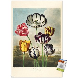 Trends International Tulips from the The Temple of Flora Unframed Wall Poster Prints - 1 of 4