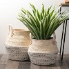 Sullivans Artificial Potted Varigated Agave 26"H Green - 4 of 4