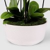 Live 8" Waterfall Orchid Houseplant in Planter - Good Little Garden™ - 3 of 4
