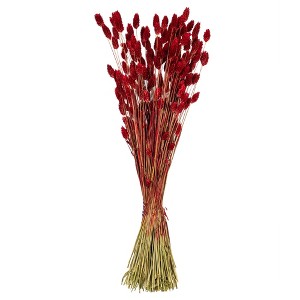 Vickerman 26" Dried Phalaris Bunch, 7 oz - 1 of 3