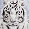 Hi Pile Shavel High Quality Luxurious & Incredibly Soft Warm Snuggly Oversized Throw Jumbo, (60"x80") - White Tiger - 3 of 3