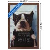 Trends International Lucia Heffernan Art - Boston Mug Shot Framed Wall Poster Prints - 3 of 4