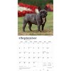 BrownTrout French Bulldogs 2026 12"x24" Hanging Square Wall Calendar Plastic-Free - 4 of 4