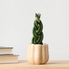 Pumped for Fall White Live Houseplant - Good Little Garden™ - 4 of 4