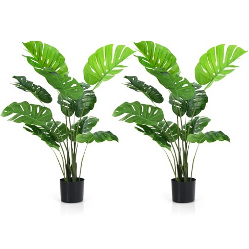 Left side H planter with Variagated monstera plant N22,000 Right side H  planter with cherry blossom plant N24,000 #hplanter…