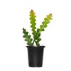3pc Zig Zag Cactus - National Plant Network: Easy Care, Fishbone Philodendron, 4" Nursery Pot - 3 of 3