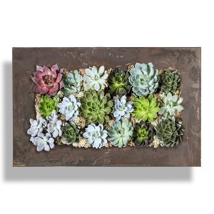 Modern Home Living Wall Galvanized Steel/Zinc Succulent Planter - 1 of 4