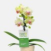 Live 2" Wave Orchid Potted Plant (Colors May Vary) - Good Little Garden™ - 2 of 4