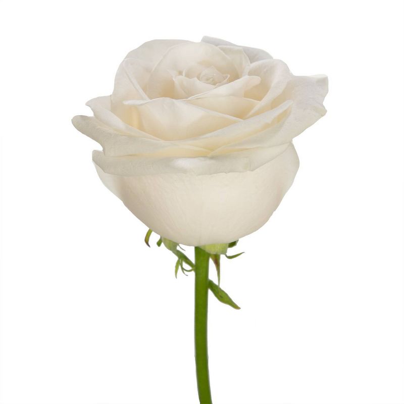 Fresh Cut 50-stem White Roses, 6 of 8