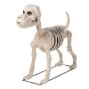 Morris Costumes 4 Ft. Standing Dog Skeleton Halloween Decoration - 2 of 2